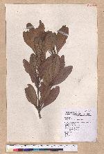 Pasania formosana (Skan) Schott. 臺灣柯