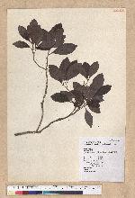 Machilus obovatifolia (Hayata) Kanehira & Sasaki 倒卵葉楠