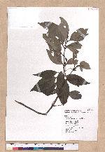 Cinnamomum macrostemon Hayata 胡氏肉桂