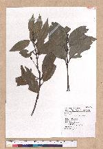 Cinnamomum macrostemon Hayata 胡氏肉桂