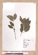 Lindera communis Hemsl. 香葉樹