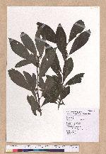 Lindera erythrocarpa Madino 鐵釘樹(紅果釣樟)