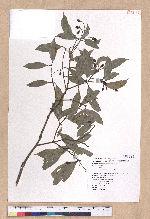 Cinnamomum randaiense Hayata 香桂