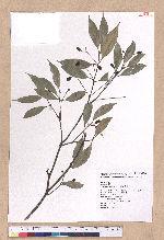 Cinnamomum randaiense Hayata 香桂