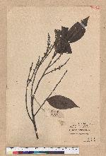 Castanopsis stipitata (Hay.) Kaneh. et Hatsu. 單刺櫧