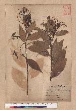 Lithocarpus yunghuhnii (Miq.)