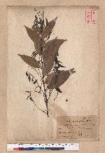 Lithocarpus yunghuhnii (Miq.)