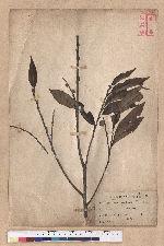 Quercus cuspidata Thunb.