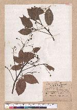 Cinnamomum kanehirai Hayata 牛樟