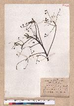 Cinnamomum kanehirai Hayata 牛樟