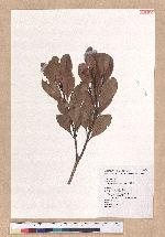 Pasania formosana (Skan) Schott. 臺灣柯