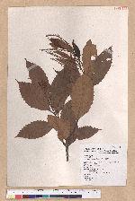 Castanopsis indica (Roxb.) A. DC. 印度栲