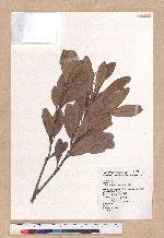 Pasania formosana (Skan) Schott. 臺灣柯