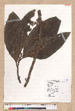 Litsea garciae Vidal 蘭嶼木薑子