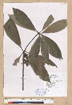 Neolitsea konishii (Hayata) Kanehira & Sasaki 五掌楠