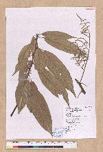 Pasania kawakamii (Hayata) Schott. 大葉石櫟