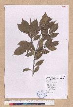 Pasania kodaihoensis (Hayata) Li 后大埔石櫟