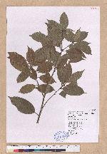 Pasania kodaihoensis (Hayata) Li 后大埔石櫟