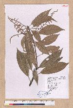 Pasania brevicaudata (Skan) Schottky 短尾柯