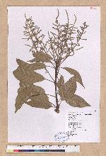 Pasania brevicaudata (Skan) Schottky 短尾柯
