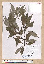 Neolitsea sericea (Blume) Koidz. var. aurata (Hayata) Hatusima 金新木薑子