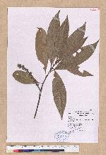 Pasania ternaticupula (Hayata) Schott 三斗石櫟