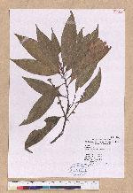 Pasania ternaticupula (Hayata) Schott 三斗石櫟