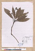 Machilus japonica Siebold et Zucc. var. kusanoi (Hayata) Liao 大葉楠