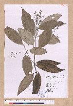 Cinnamomum austrosinense H. T. Chang 牡丹葉肉桂