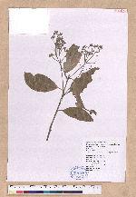 Cinnamomum austrosinense H. T. Chang 牡丹葉肉桂