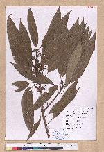 Litsea acuminata (Blume) Kurata 長葉木薑子