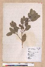 Cinnamomum kotoense Kanehira & Sasaki 蘭嶼肉桂