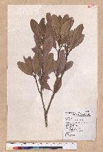 Pasania formosana (Skan) Schott. 臺灣柯
