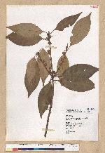 Neolitsea variabillima (Hayata) Kanehira & Sasaki 變葉新木薑子
