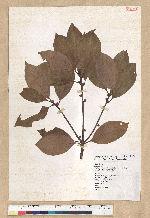 Neolitsea variabillima (Hayata) Kanehira & Sasaki 變葉新木薑子