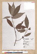 Neolitsea variabillima (Hayata) Kanehira & Sasaki 變葉新木薑子