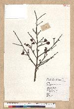 Keteleeria davidiana (Franchet) Beissner var. formosana Hayata 臺灣油杉
