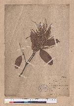 Lithocarpus ternaticupula Hayata