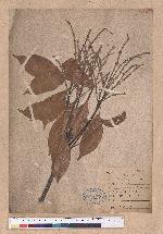 Lithocarpus ternaticupula Hayata