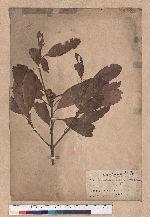 Quercus puchylomu O. Seam