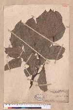 Cinnamomum micranthum (Hayata) Hayata 冇樟