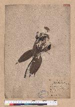 Quercus kawakamii Hayata