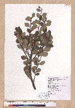Lindera akoensis Hayata 內冬子