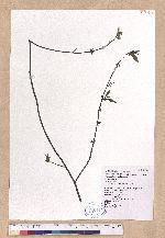 Litsea cubeba (Lour.) Persoon 山胡椒