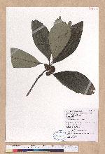 Lindera megaphylla Hemsl. 大葉釣樟