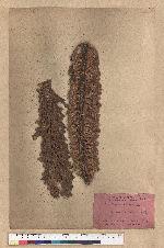 Cycas revoluta Thunb. 蘇鐵