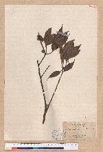 Castanopsis sp.