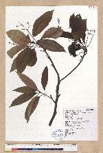 Machilus mushaensis Lu 霧社楨楠