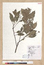 Machilus thunbergii Siebold & Zucc. 紅楠(豬腳楠)
