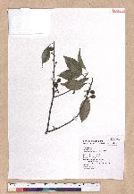 Cinnamomum reticulatum Hayata 土樟
